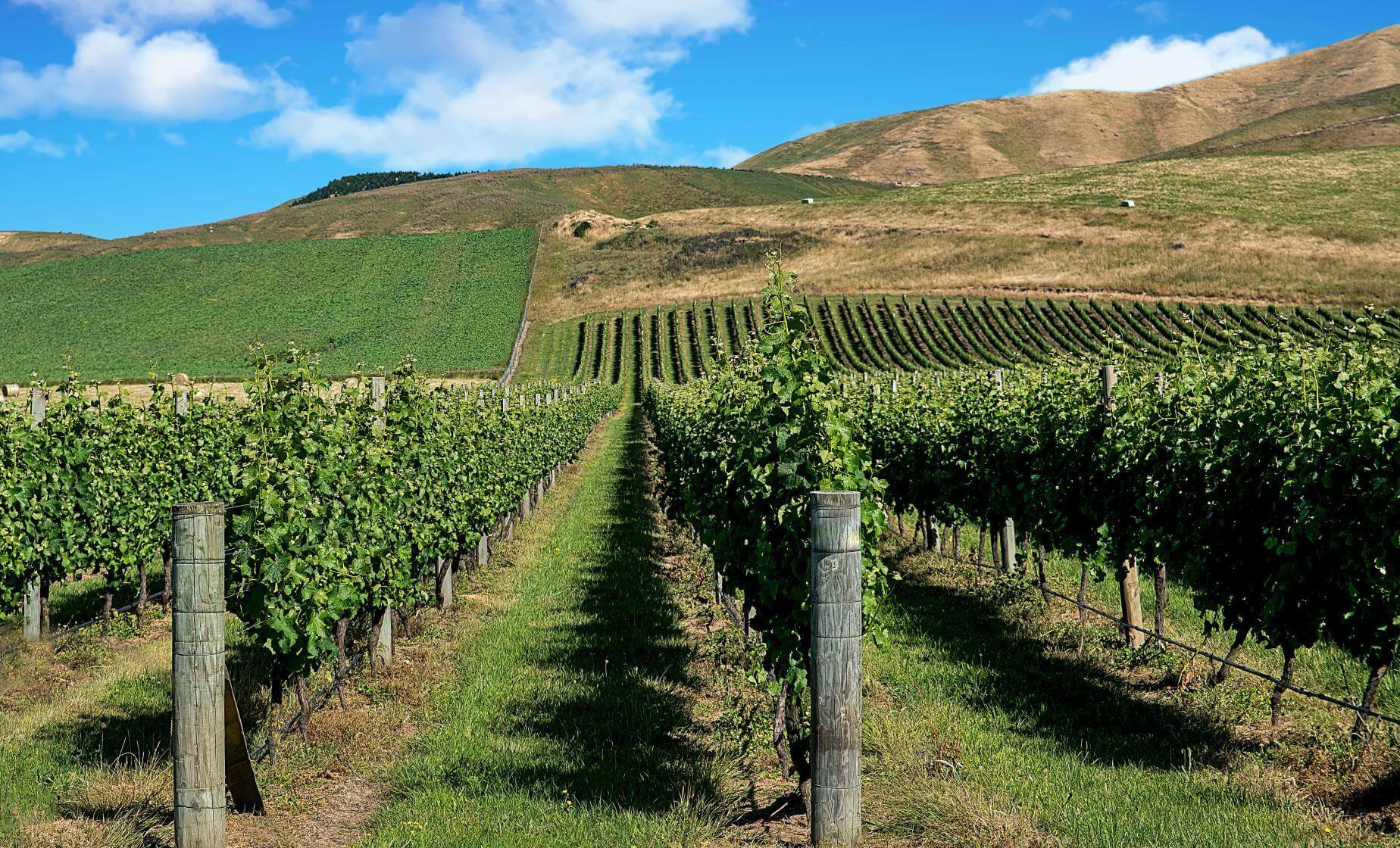 Martinborough Wineries: How to Choose the Best Stops for a Wine Day Out