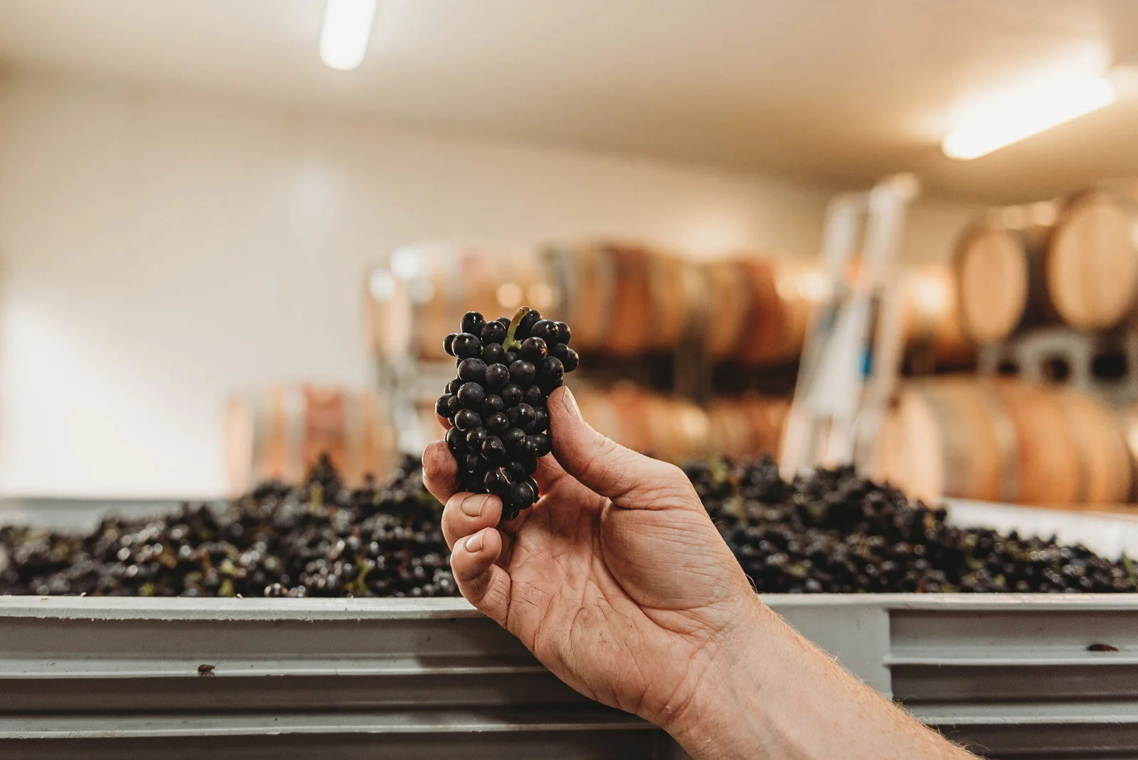 From Vineyards to Cellar Doors: How Wine Tourism Became Part of the Story