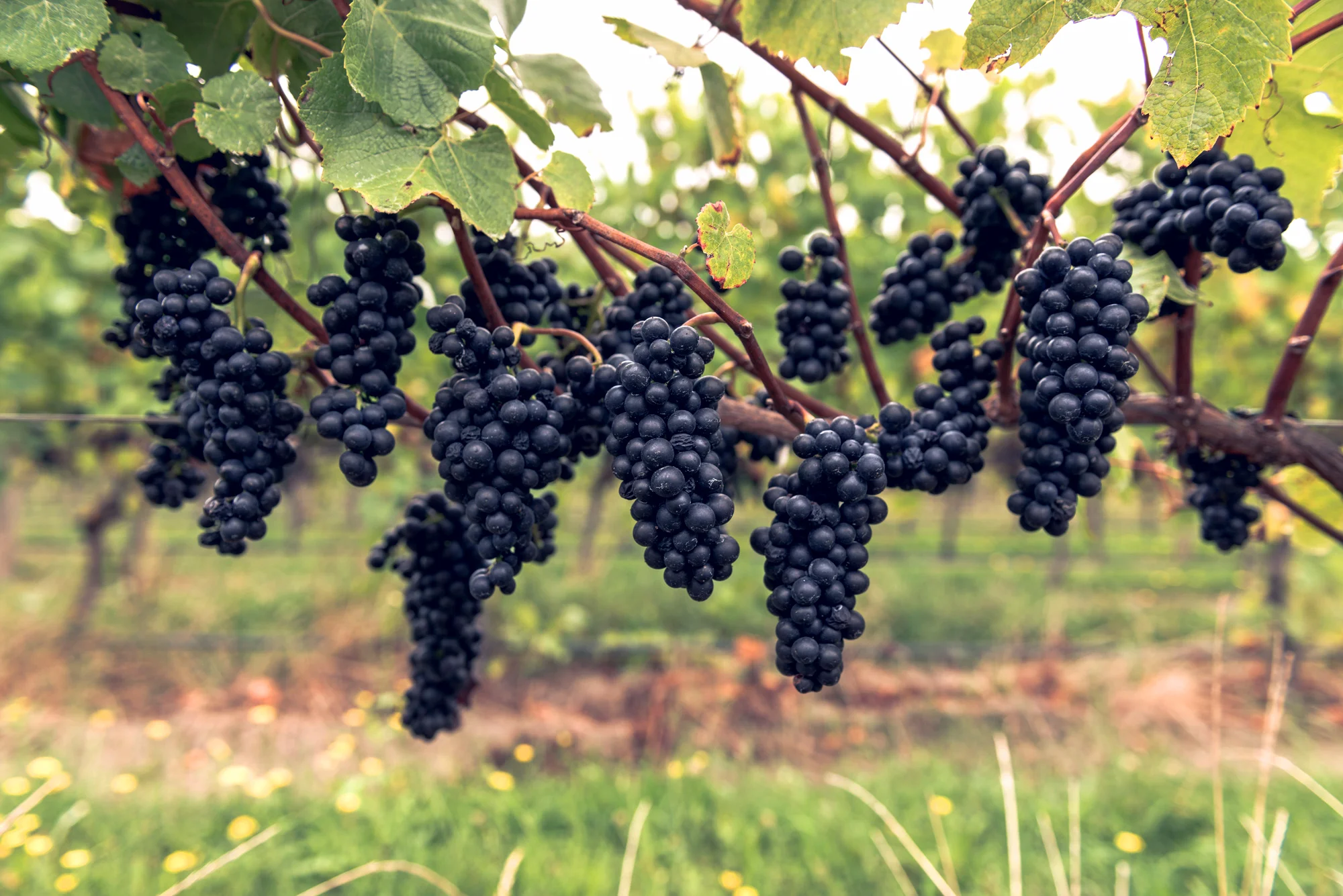 How to Get More Out of Tasting Wairarapa Pinot Noir