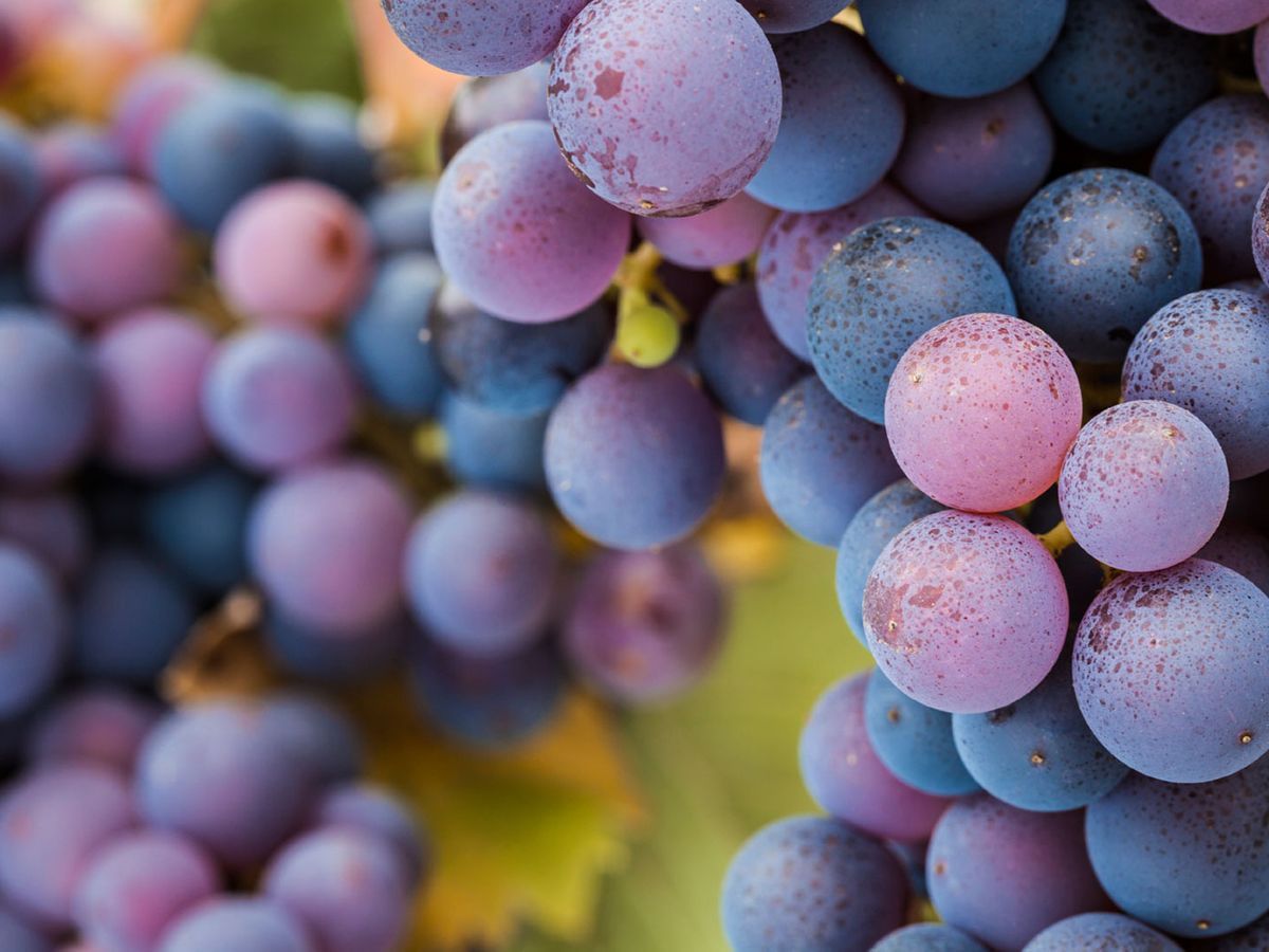 What Wairarapa Pinot Noir Usually Tastes Like