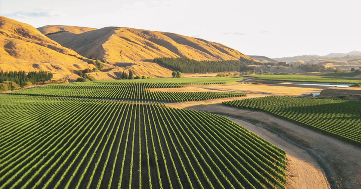 The Key Wairarapa Wine Subregions to Know