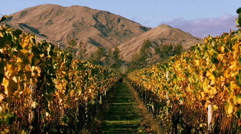Wairarapa Wine Region Guide